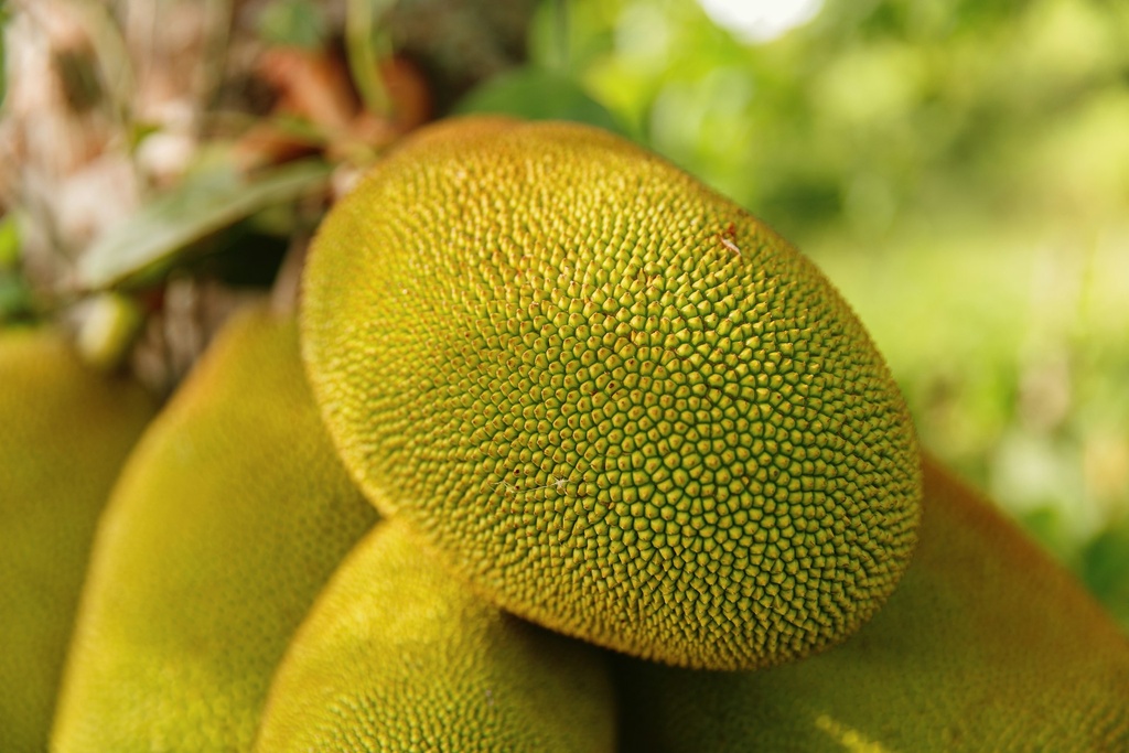 JackFruit(Kathal)