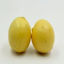 Lemon (Nimbu)