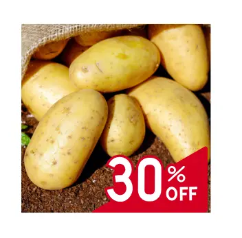 Potato