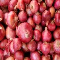 Onion