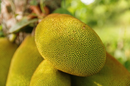 JackFruit(Kathal)