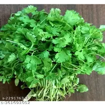 Coriander(Dhaniya)