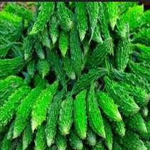 Bitter Gourd (Karela )